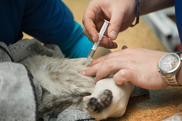 Tierarzt gibt einer Katze eine Injektion in den Magen