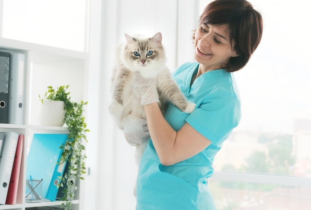 Tierarzt hält Katze in den Händen in der Klinik flauschige reinrassige Katzen Haustier mit Tierarzt in