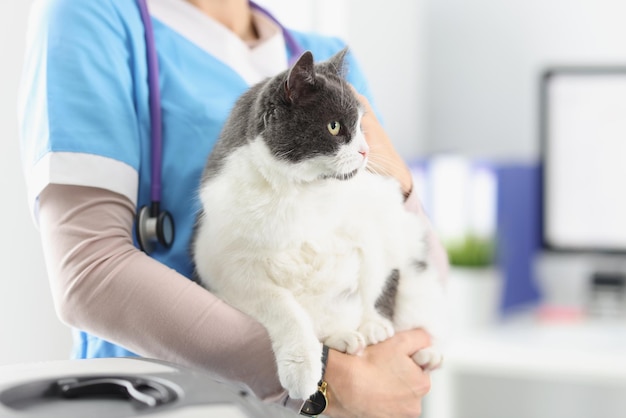 Tierarzt halten Katzenfrau, die sich um Haustiere kümmert, professionelle Tierärztin