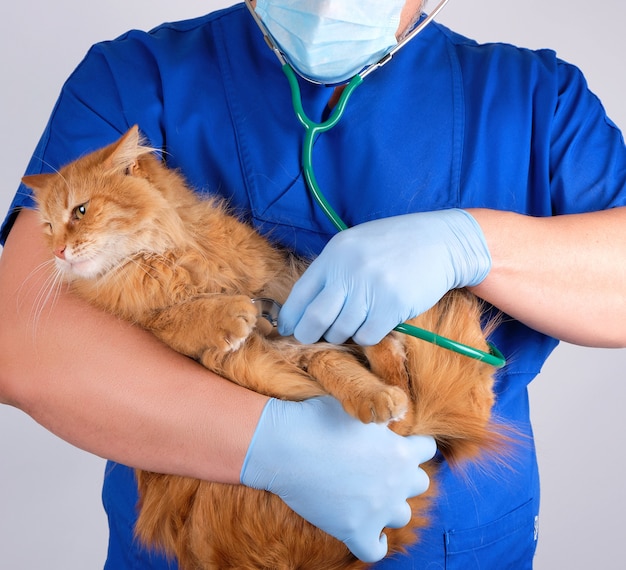 Tierarzt in blauer Uniform und sterilen Latexhandschuhen hält und untersucht eine große flauschige rote Katze