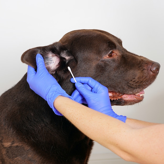 Foto tierarzt in den blauen handschuhen, die labrador-apportierhundohren säubern. hygiene und pflege für hunde.