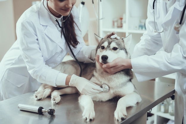 Tierarzt in den Handschuhen Hundeherzschlag überprüfend.
