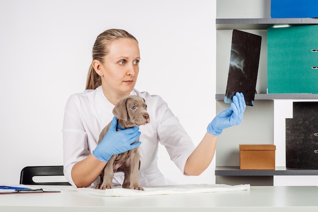 Tierarzt in der Tierklinik bei der Arbeit