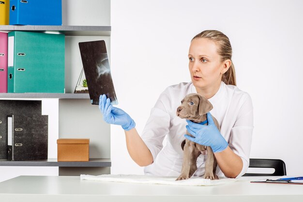 Tierarzt in der Tierklinik bei der Arbeit