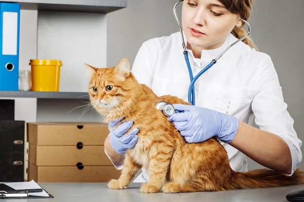 Tierarzt in der Tierklinik bei der Arbeit