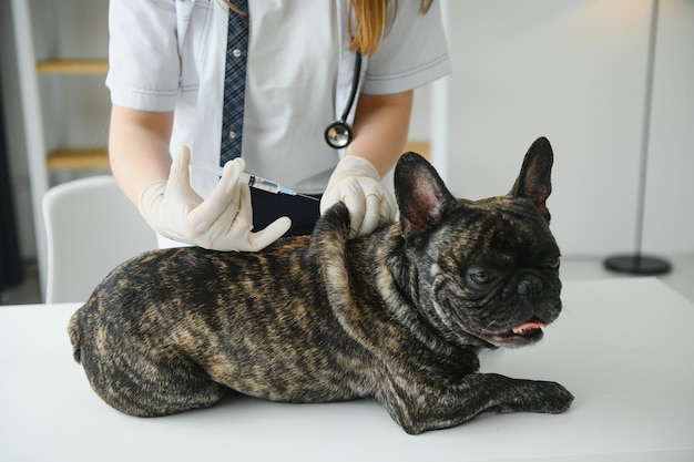 Tierarzt in der Tierklinik, der einem Hund eine Injektion gibt