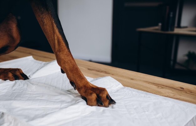 Tierarzt in medizinischen Schutzhandschuhen, die Hundepfote in der Klinik in der Nähe halten Konzept zur Behandlung von Haustieren