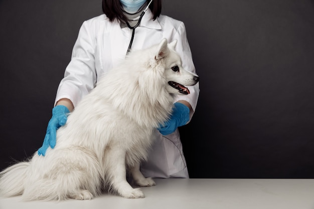 Tierarzt in Uniform überprüft den Hund, der auf dem Tierarzttisch sitzt.