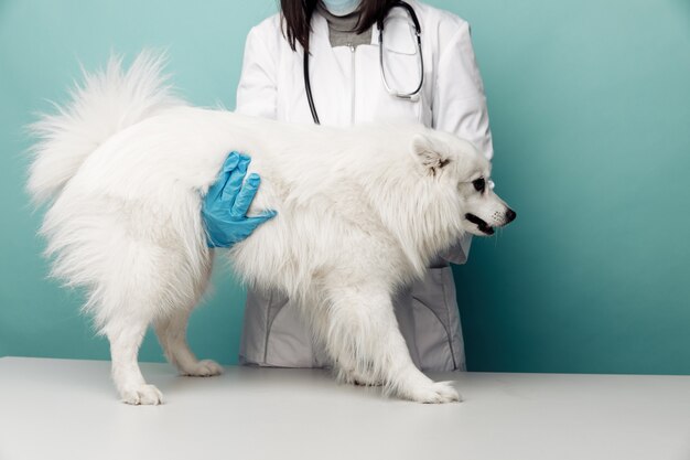 Tierarzt in Uniform überprüft den weißen Hund auf dem Tisch in der Tierklinik auf blauem Hintergrund.