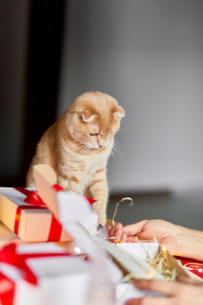 Tierarzt Mann in Weihnachtsmütze und Katze in der Hand machen Grußkarte für Neujahr und Weihnachten