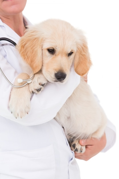 Tierarzt mit einem niedlichen Hund in ihren Armen