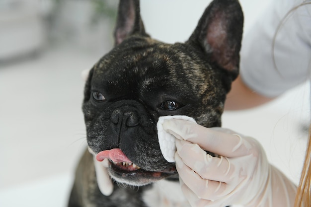 Tierarzt mit französischer Bulldogge im Tierarztkrankenwagen