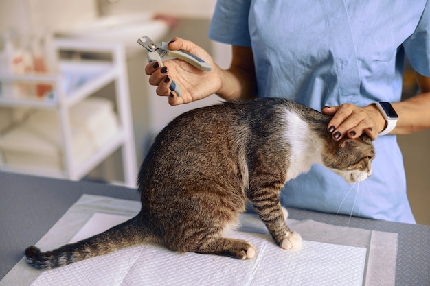 Tierarzt mit Katzen- und Krallenschermaschine am Tisch mit Einwegunterlage in der Klinik