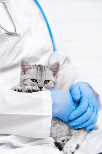 Tierarzt mit kleinem grauen schottischen Kätzchen in den Armen in der medizinischen Tierklinik