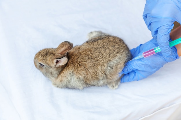 Tierarzt mit Spritze, die Kaninchen auf Ranch hält und injiziert