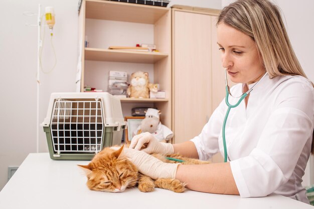 Tierarzt mit Stethoskop, das Katze an Tierarztklinik überprüft