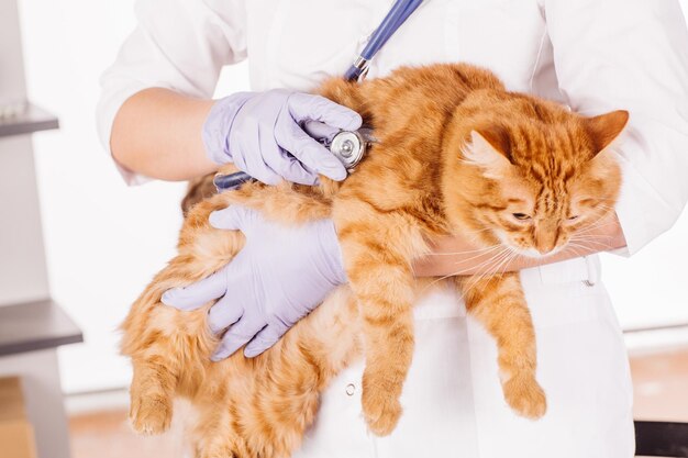 Tierarzt mit Stethoskop, das Katze an Tierarztklinik überprüft