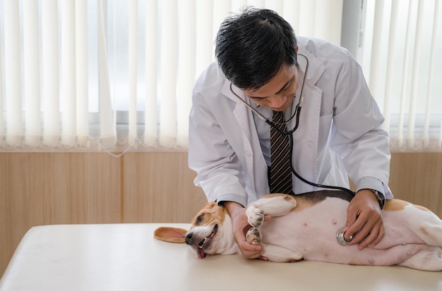 Tierarzt mit Stethoskop, der einen Beagle-Rassehund auf dem Tierarzttisch in der Tierklinik untersucht