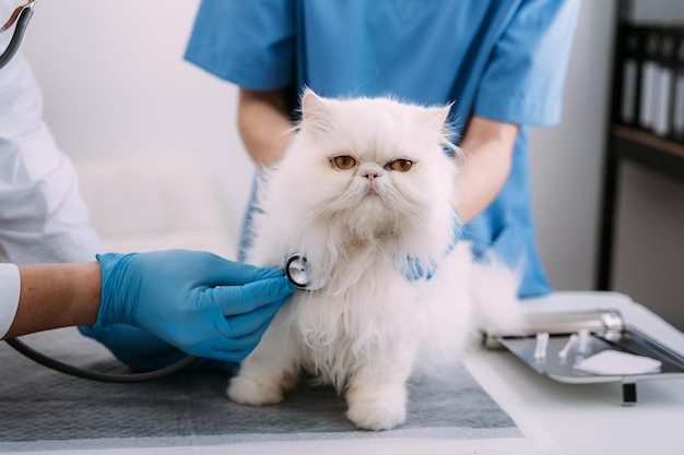 Tierarzt mit Stethoskop für Tierklinik für Kätzchen