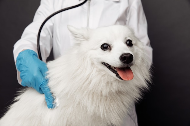 Tierarzt mit Stethoskop prüft den weißen Hund auf dem Tisch in der Tierklinik Nahaufnahme.