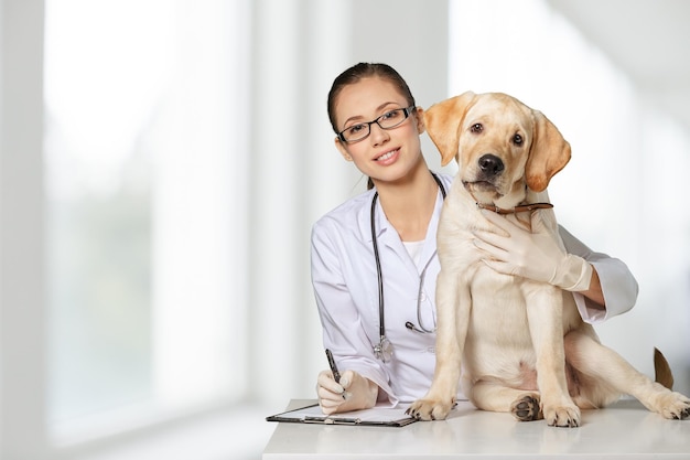 Tierarzt mit Technologie mit einem kleinen Hund - auf einem weißen Hintergrund isoliert