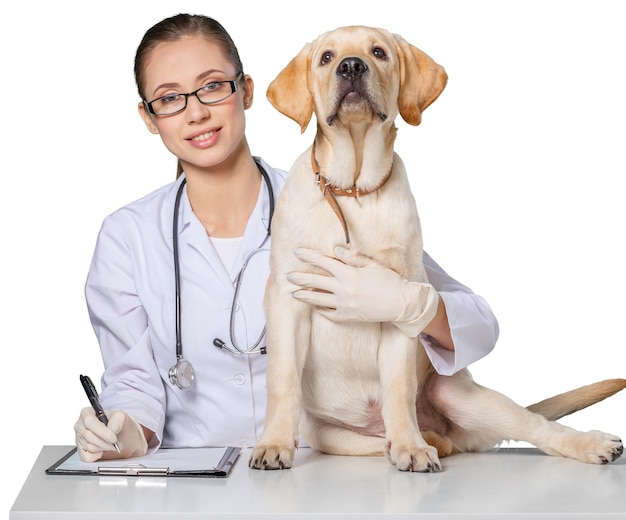 Tierarzt mit Technologie mit einem kleinen Hund - über einem weißen Hintergrund isoliert