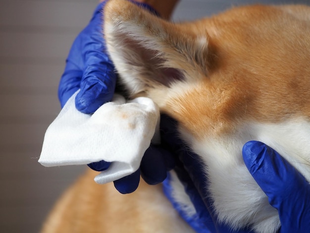 Tierarzt oder Hundebesitzer reinigt die Ohren des Hundes