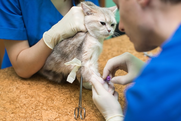 Tierarzt platziert einen Katheter über eine Katze in der Klinik