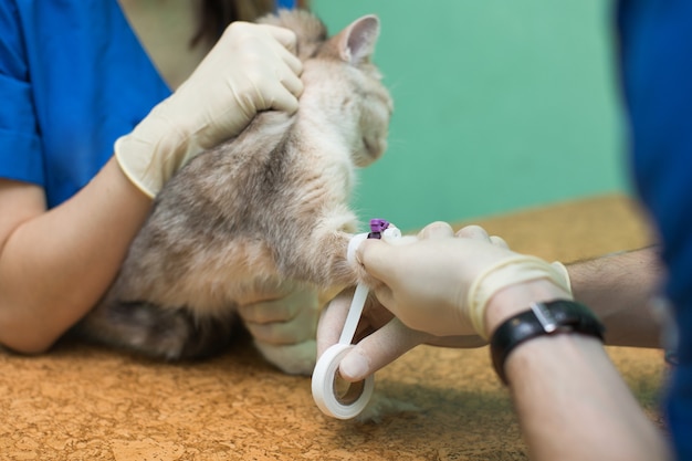 Tierarzt platziert einen Katheter über eine Katze in der Klinik