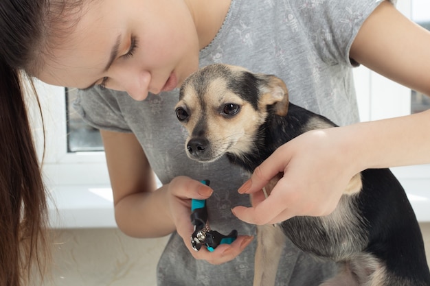 Foto tierarzt schneidet in der klinik die krallen eines kleinen hundespielzeug-terriers. vorbeugung von krankheiten an den beinen eines tieres