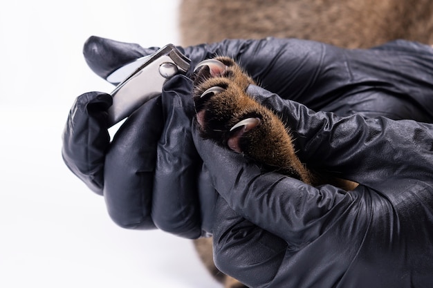 Tierarzt schneidet Katzenkrallen auf weißem Hintergrund.