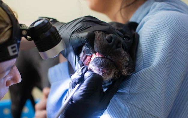 Tierarzt überprüft die Zähne eines schwarzen Pitbull-Hundes Nahaufnahme des manuellen Entfernens von Zahnstein an den Backenzähnen eines Hundes durch einen Tierarzt Tier- und Haustiertierärztliches Pflegekonzept