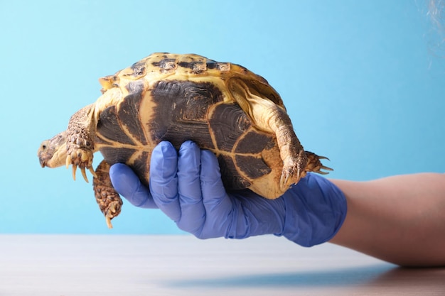 Tierarzt untersucht eine Landschildkröte auf blauem Hintergrund