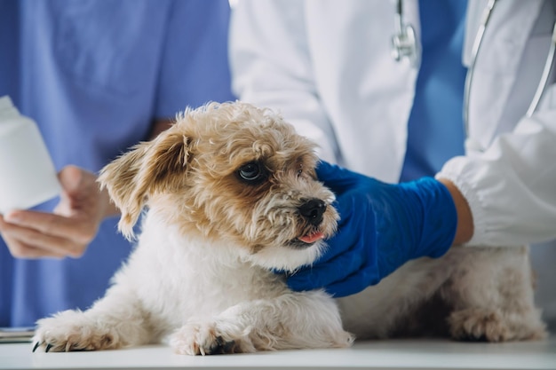 Tierarzt untersucht Hund und Katze Welpe und Kätzchen beim Tierarzt Tierklinik Tieruntersuchung und Impfung Gesundheitsfürsorge