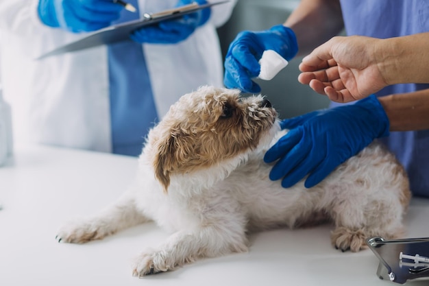 Tierarzt untersucht Hund und Katze Welpe und Kätzchen beim Tierarzt Tierklinik Tieruntersuchung und Impfung Gesundheitsfürsorge