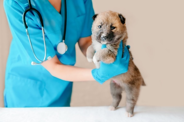 Tierarzt untersucht Hund. Welpe beim Tierarzt. Tierklinik. Tierkontrolle und Impfung. Gesundheitsvorsorge.