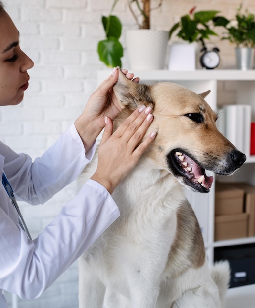 Tierarzt untersucht Hund. Welpe beim Tierarzt. Tierklinik. Tierkontrolle und Impfung. Gesundheitsvorsorge.