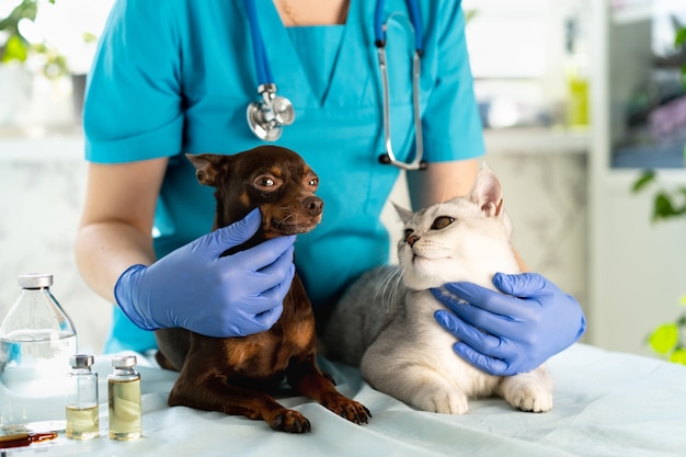 Tierarzt untersucht Hunde- und Katzenwelpen und Kätzchen bei tierärztlicher Untersuchung und Impfung