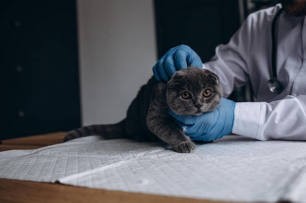 Tierarzt untersucht Katze Kätzchen beim Tierarzt Tierklinik Haustieruntersuchung und Impfung Gesundheitsfürsorge für Katzen