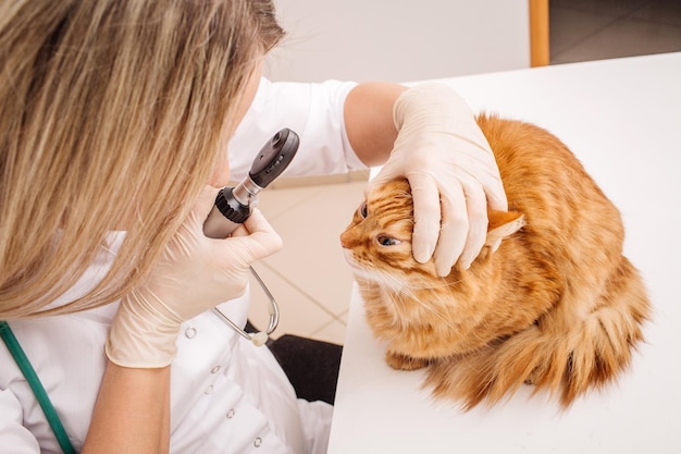 Tierarzt untersucht Katzenaugen in der Tierklinik