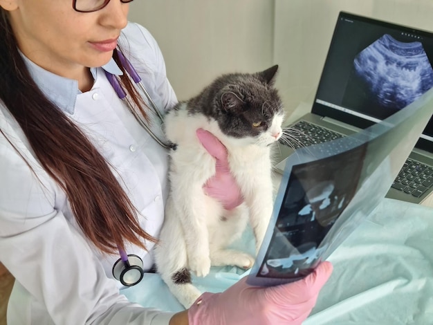 Tierarzt untersucht Röntgenaufnahme neben Katze in Nahaufnahme