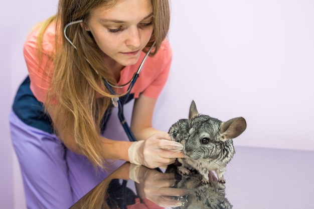 Tierarzt untersucht süße Chinchilla mit Stethoskop Haustierpflegekonzept Süße Chinchilla in der Tierklinik