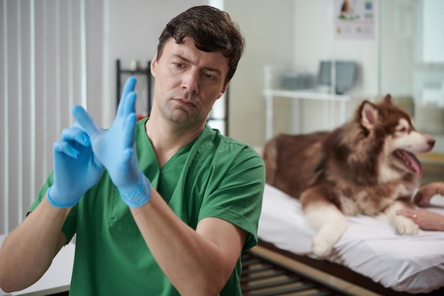 Tierarzt zieht Silikonhandschuhe an