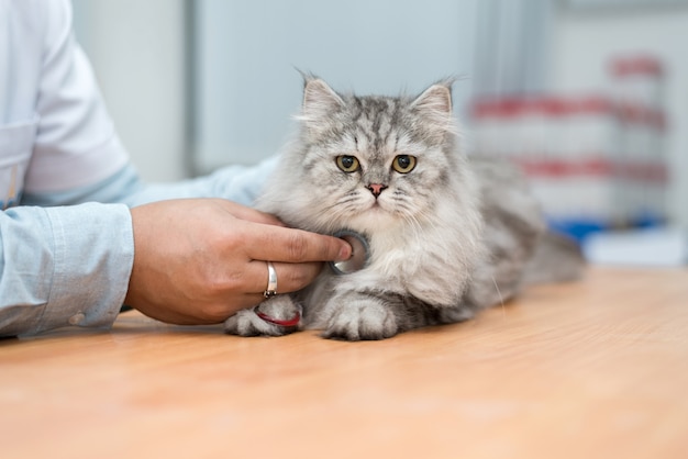 Tierarztgebrauchsstethoskop, zum der netten Katze zu diagnostizieren