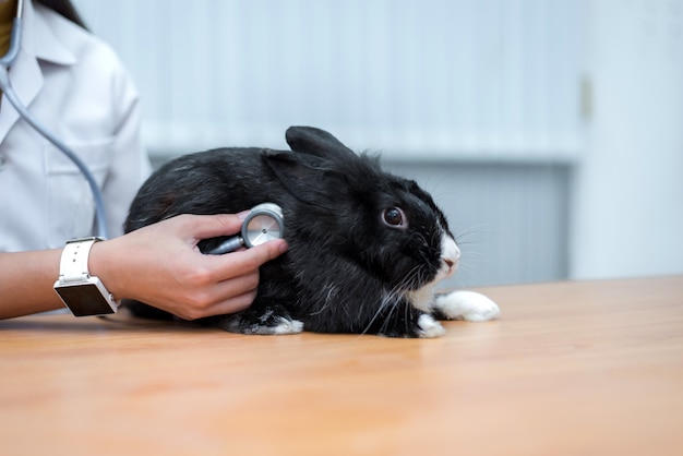 Tierarztgebrauchsstethoskop, zum des netten Kaninchens zu diagnostizieren