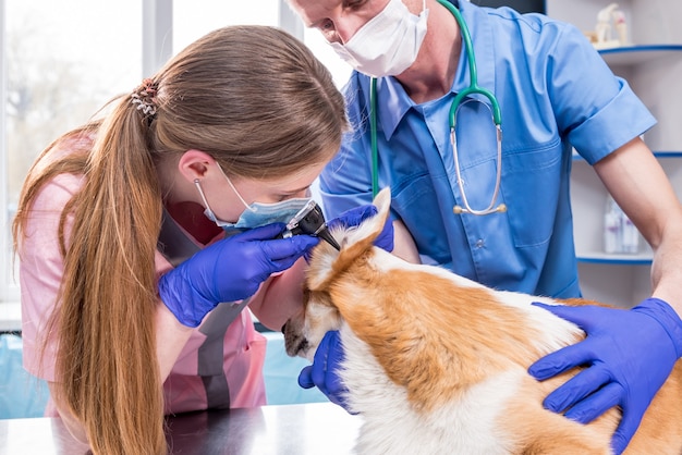 Tierarztteam untersucht die Ohren eines kranken Corgi-Hundes