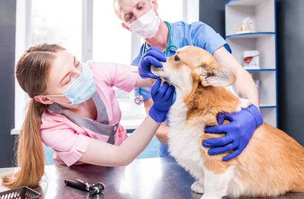 Tierarztteam untersucht Zähne und Maul eines kranken Corgi-Hundes