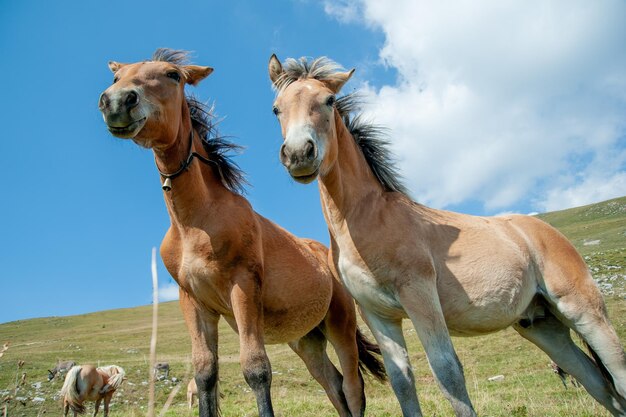 Tiere auf den Almen