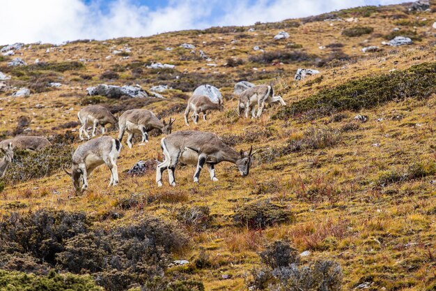 Tiere, die auf dem felsigen Hügel grasen