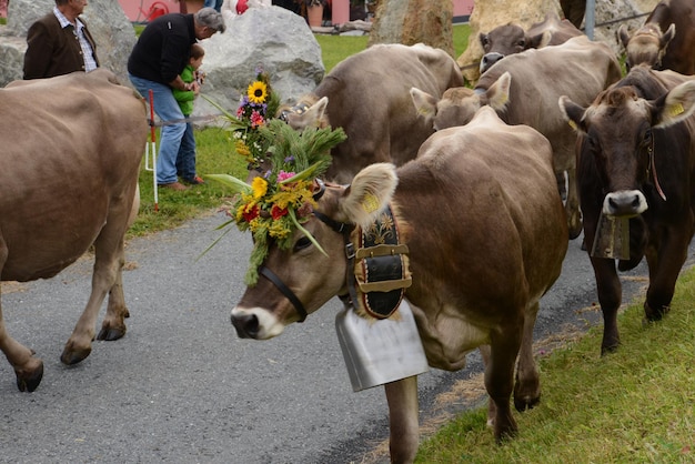 Foto tiere, die auf der straße laufen